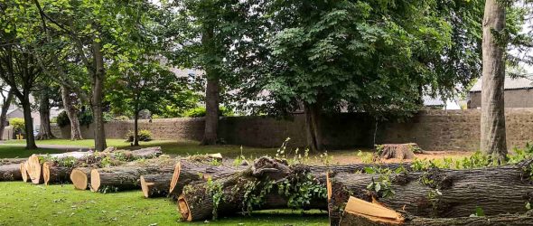 WoodCHIP (Tree Removal / Replanting Program)